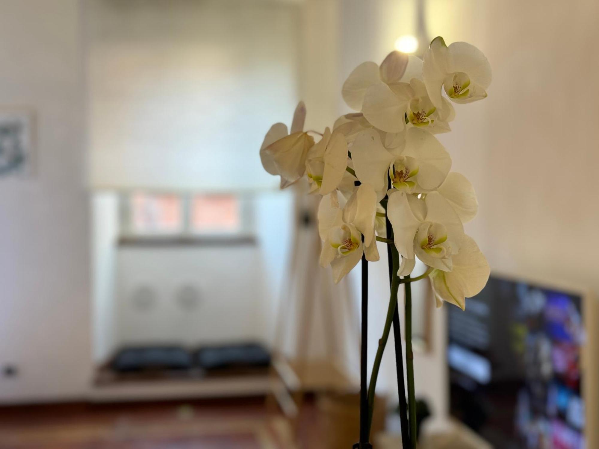Il Vicoletto Marino Apartment ภายนอก รูปภาพ